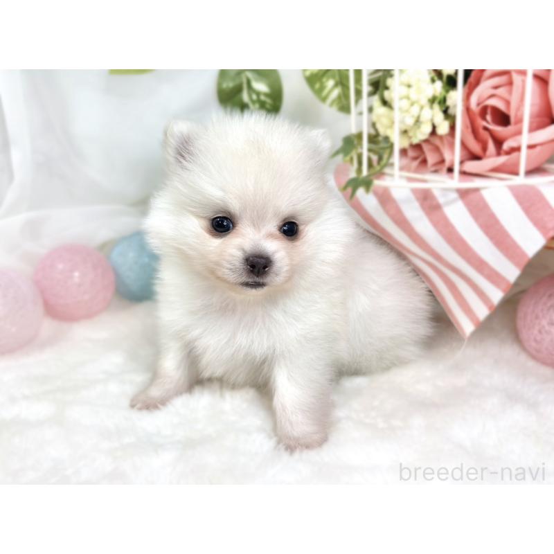 販売中の滋賀県のポメチワ:ポメラニアン×チワワ-424724の3枚目