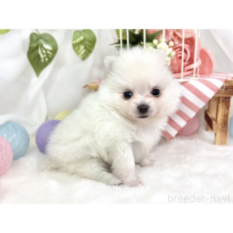 販売中の滋賀県のポメチワ:ポメラニアン×チワワ-424724の2枚目