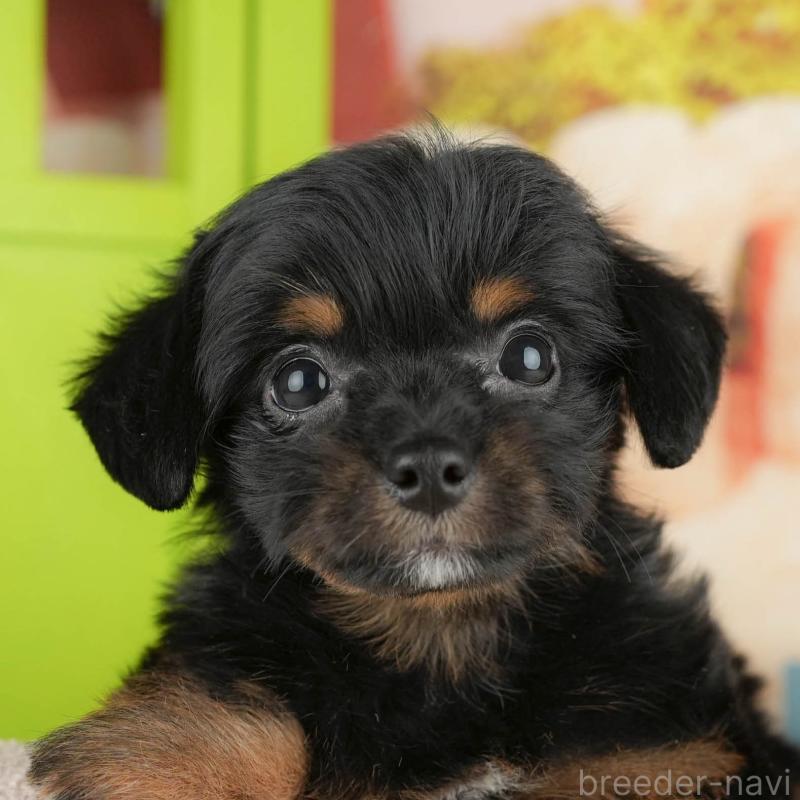 販売中ののチワプー:チワワ×トイプードル-424725