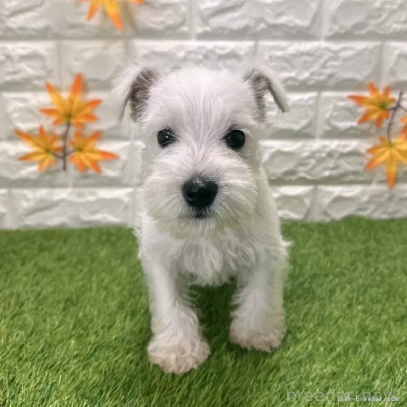 販売中の愛知県のミニチュアシュナウザー-419633