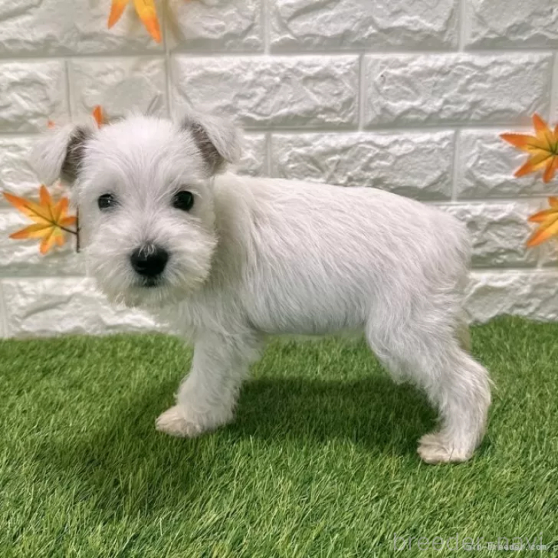 成約済の愛知県のミニチュアシュナウザー-419633の5枚目