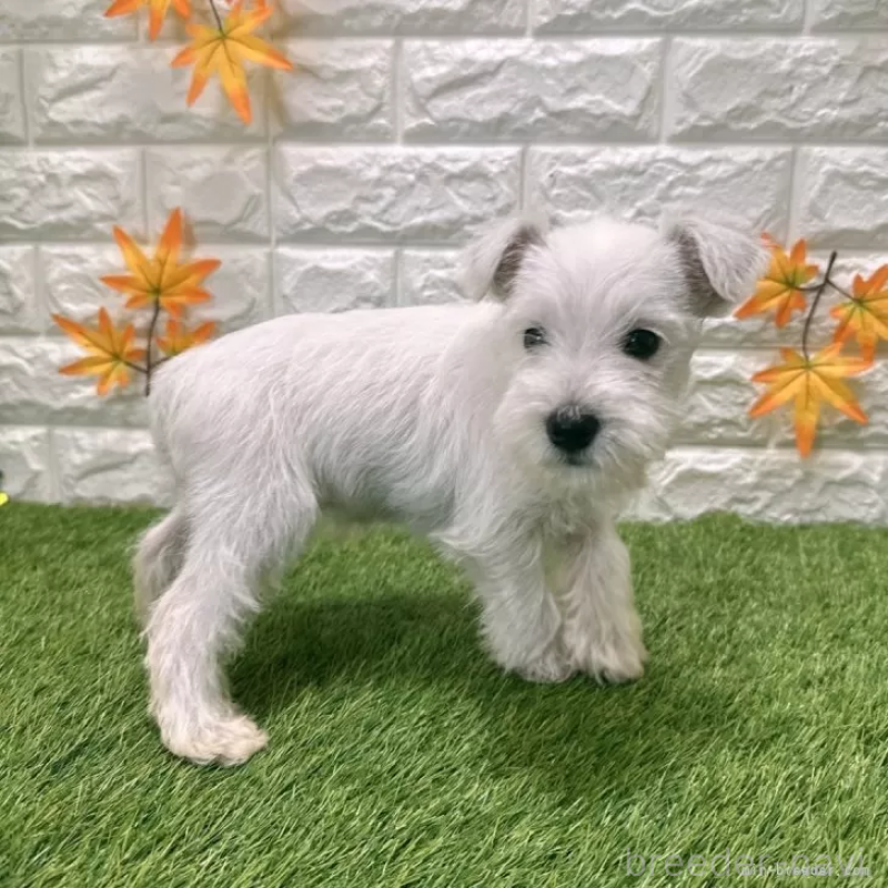 成約済の愛知県のミニチュアシュナウザー-419633の4枚目