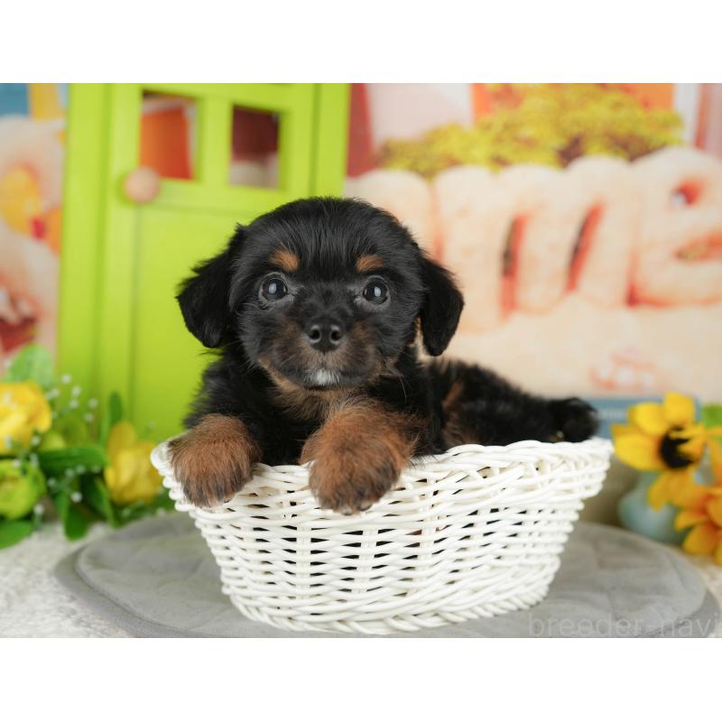 販売中の神奈川県のチワプー:チワワ×トイプードル-424725の16枚目