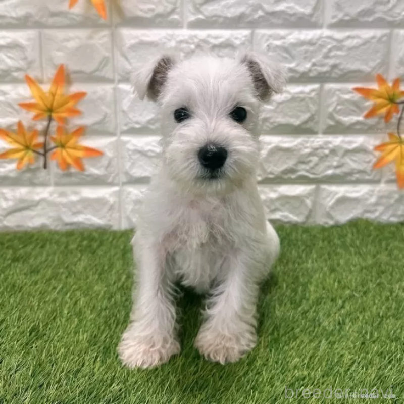 成約済の愛知県のミニチュアシュナウザー-419633の3枚目