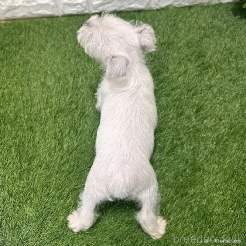 成約済の愛知県のミニチュアシュナウザー-419633の2枚目