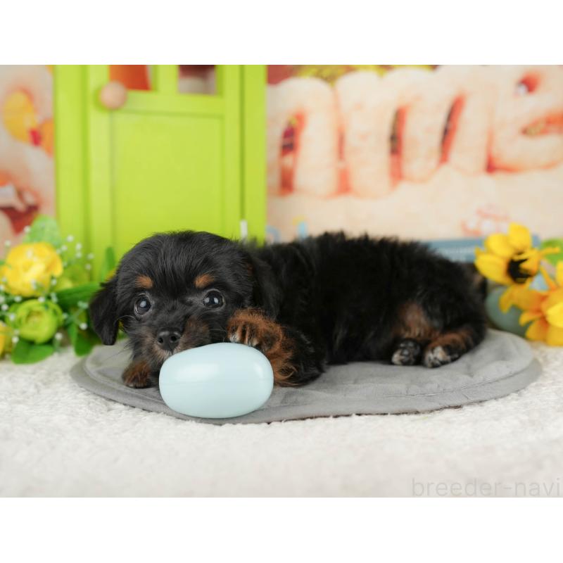 販売中の神奈川県のチワプー:チワワ×トイプードル-424725の15枚目