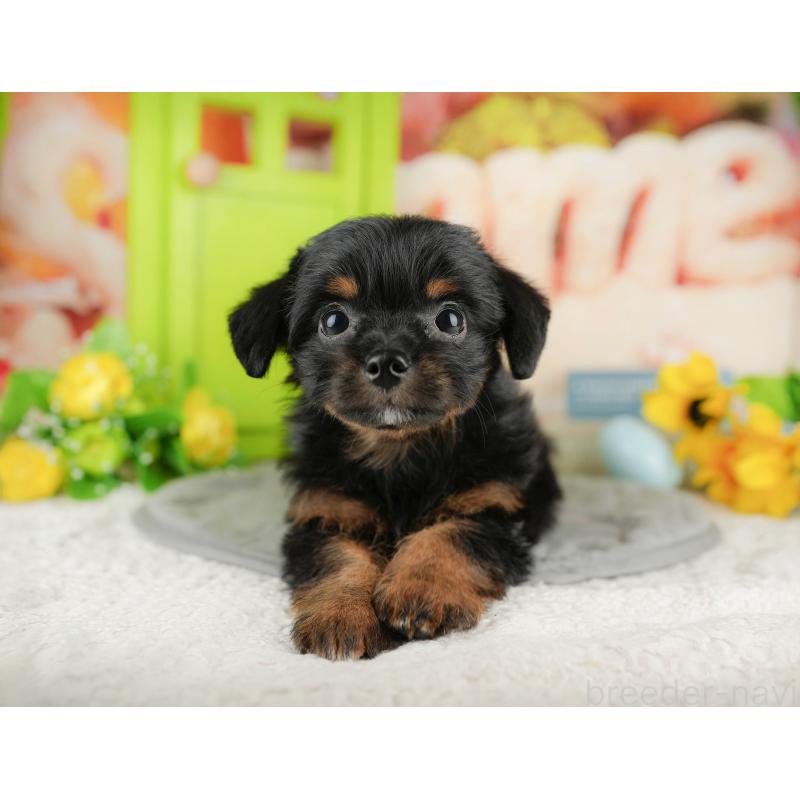 販売中の神奈川県のチワプー:チワワ×トイプードル-424725の14枚目