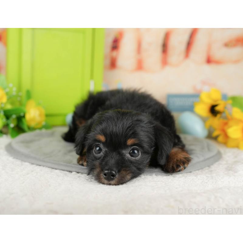 販売中の神奈川県のチワプー:チワワ×トイプードル-424725の13枚目