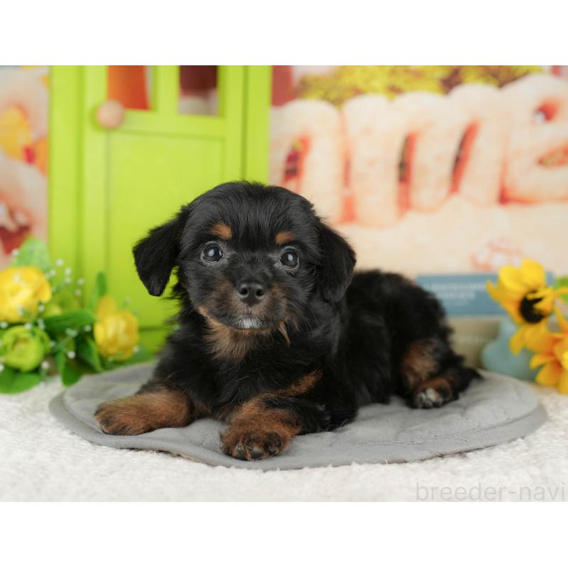 販売中の神奈川県のチワプー:チワワ×トイプードル-424725の12枚目