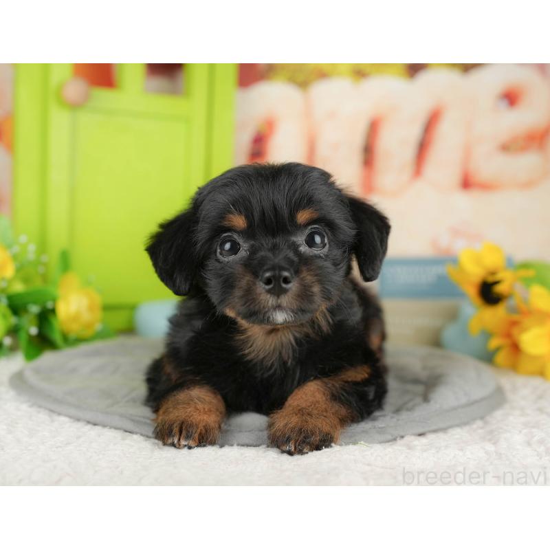 販売中の神奈川県のチワプー:チワワ×トイプードル-424725の11枚目