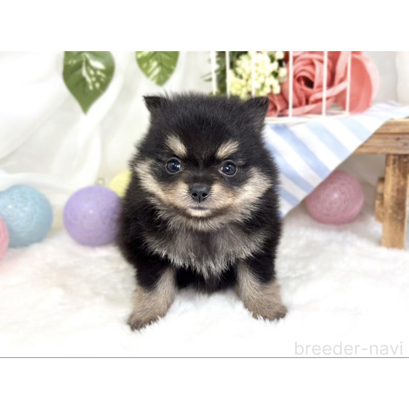 販売中の滋賀県のポメチワ:ポメラニアン×チワワ-424727の4枚目