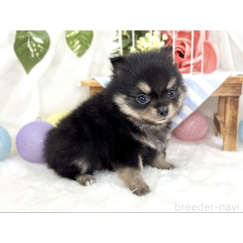 販売中の滋賀県のポメチワ:ポメラニアン×チワワ-424727の3枚目