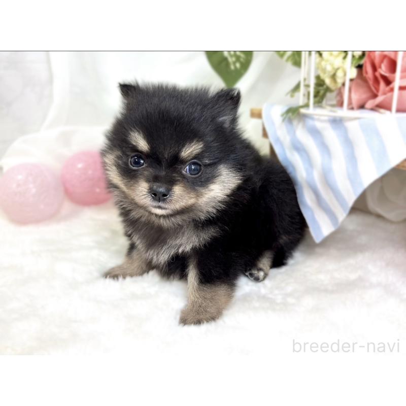 販売中の滋賀県のポメチワ:ポメラニアン×チワワ-424727の2枚目