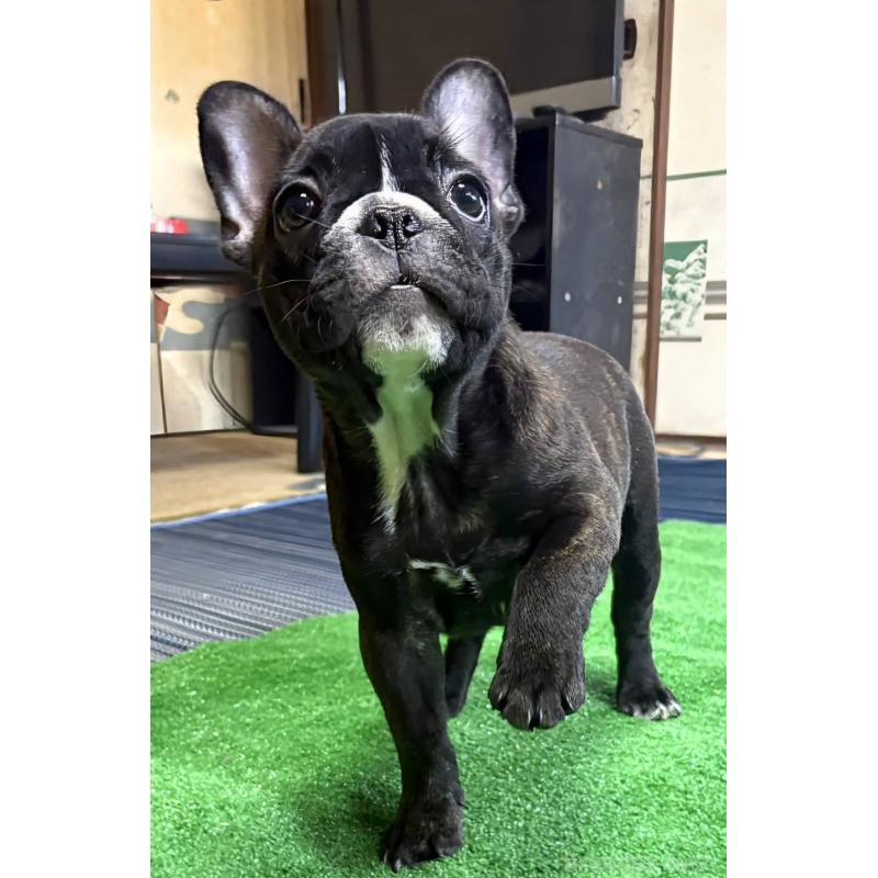 販売中の愛媛県のフレンチブルドッグ-412301の3枚目