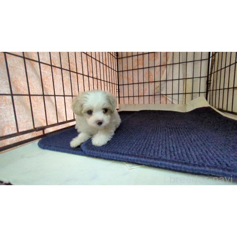 販売中の茨城県のマルプー:マルチーズ×トイプードル-424728