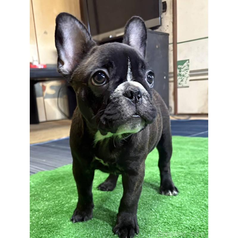 販売中の愛媛県のフレンチブルドッグ-412301の2枚目