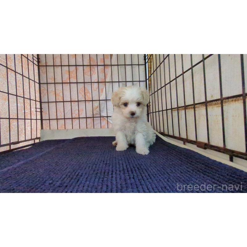 販売中の茨城県のマルプー:マルチーズ×トイプードル-424728の6枚目
