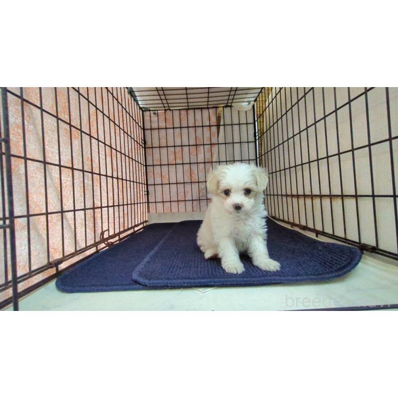 販売中の茨城県のマルプー:マルチーズ×トイプードル-424728の4枚目