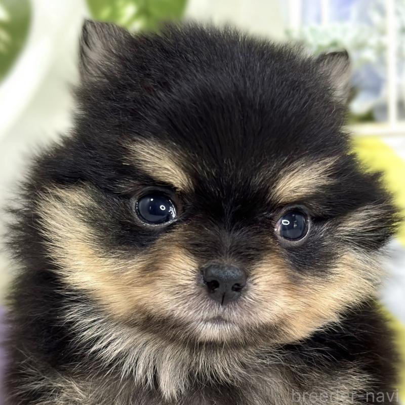 販売中の滋賀県のポメチワ:ポメラニアン×チワワ-424729