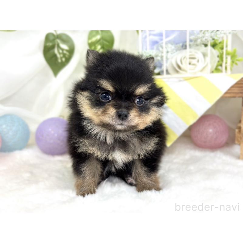 販売中の滋賀県のポメチワ:ポメラニアン×チワワ-424729の4枚目