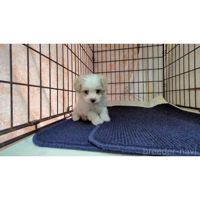 販売中の茨城県のマルプー:マルチーズ×トイプードル-424728の3枚目