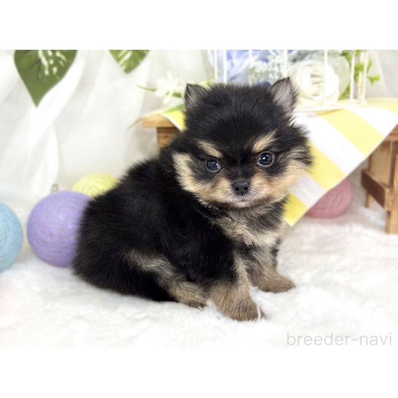 販売中の滋賀県のポメチワ:ポメラニアン×チワワ-424729の3枚目