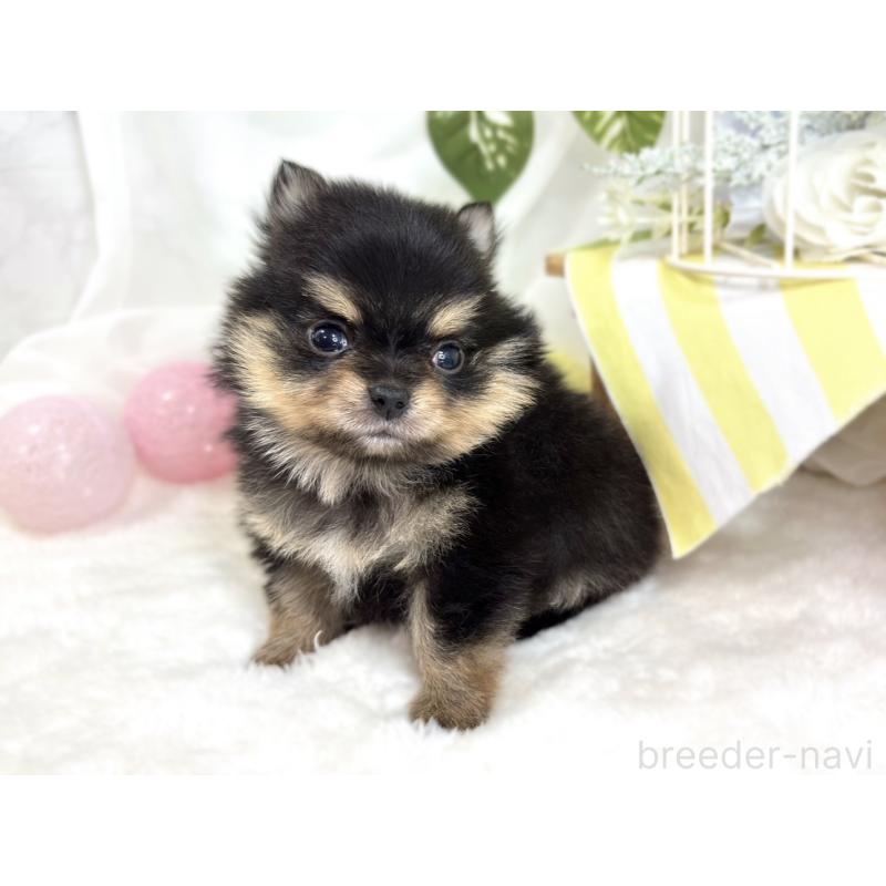 販売中の滋賀県のポメチワ:ポメラニアン×チワワ-424729の2枚目
