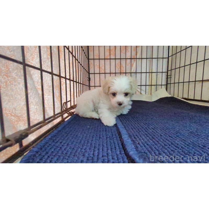 販売中の茨城県のマルプー:マルチーズ×トイプードル-424728の2枚目