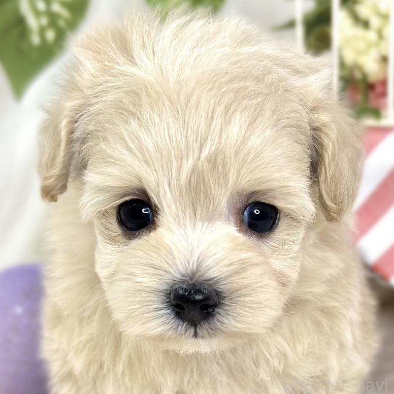 販売中の滋賀県のマルプー:マルチーズ×トイプードル-424730