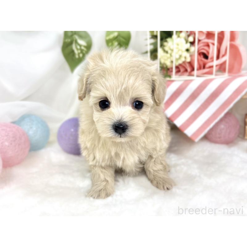 販売中の滋賀県のマルプー:マルチーズ×トイプードル-424730の4枚目