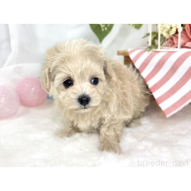 販売中の滋賀県のマルプー:マルチーズ×トイプードル-424730の3枚目