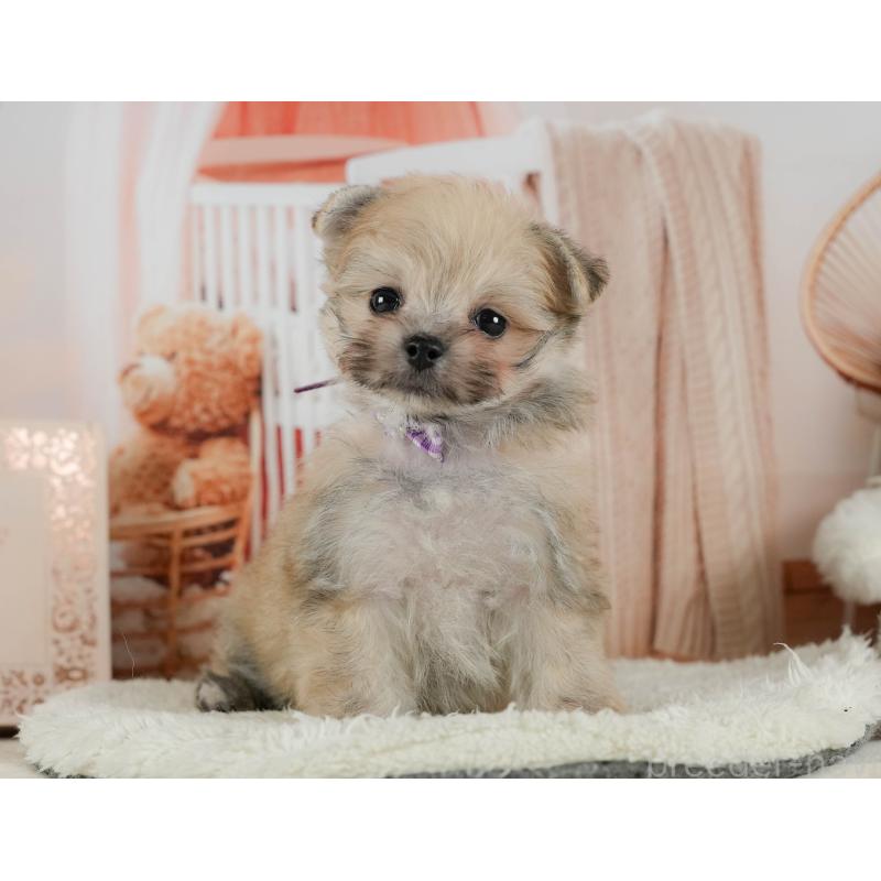 販売中の神奈川県のポメマル:ポメラニアン×マルチーズ-424731の16枚目