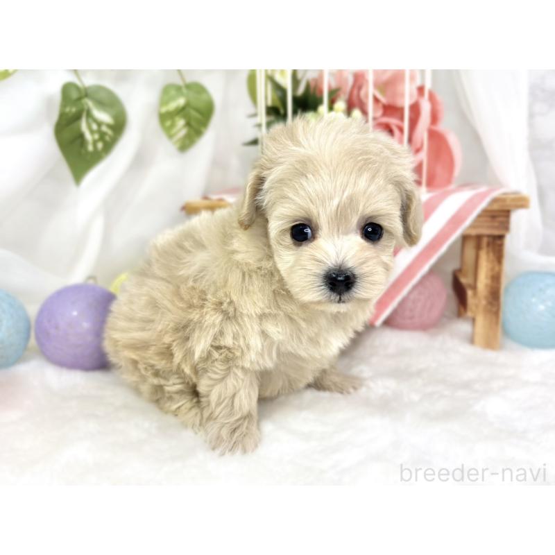 販売中の滋賀県のマルプー:マルチーズ×トイプードル-424730の2枚目