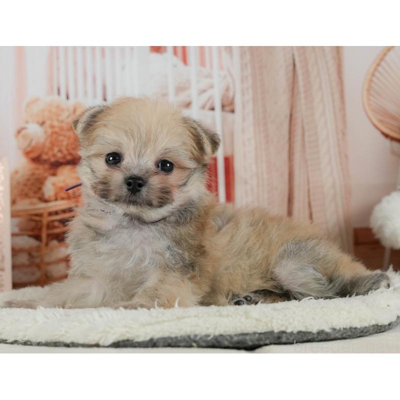 販売中の神奈川県のポメマル:ポメラニアン×マルチーズ-424731の15枚目