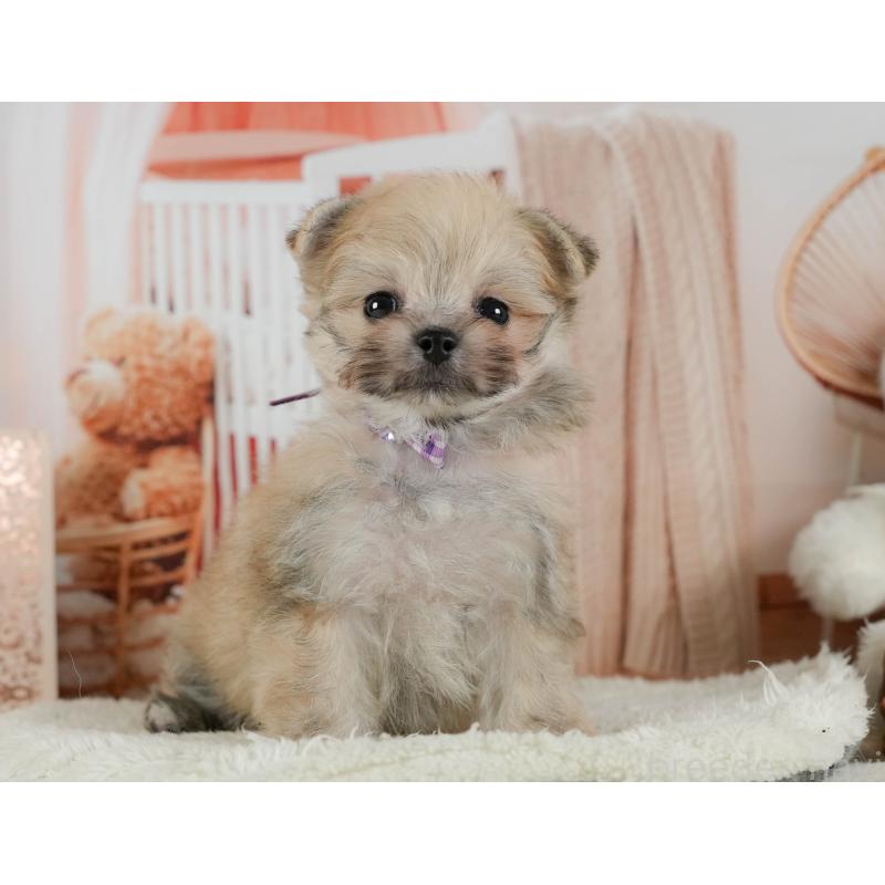 販売中の神奈川県のポメマル:ポメラニアン×マルチーズ-424731の14枚目