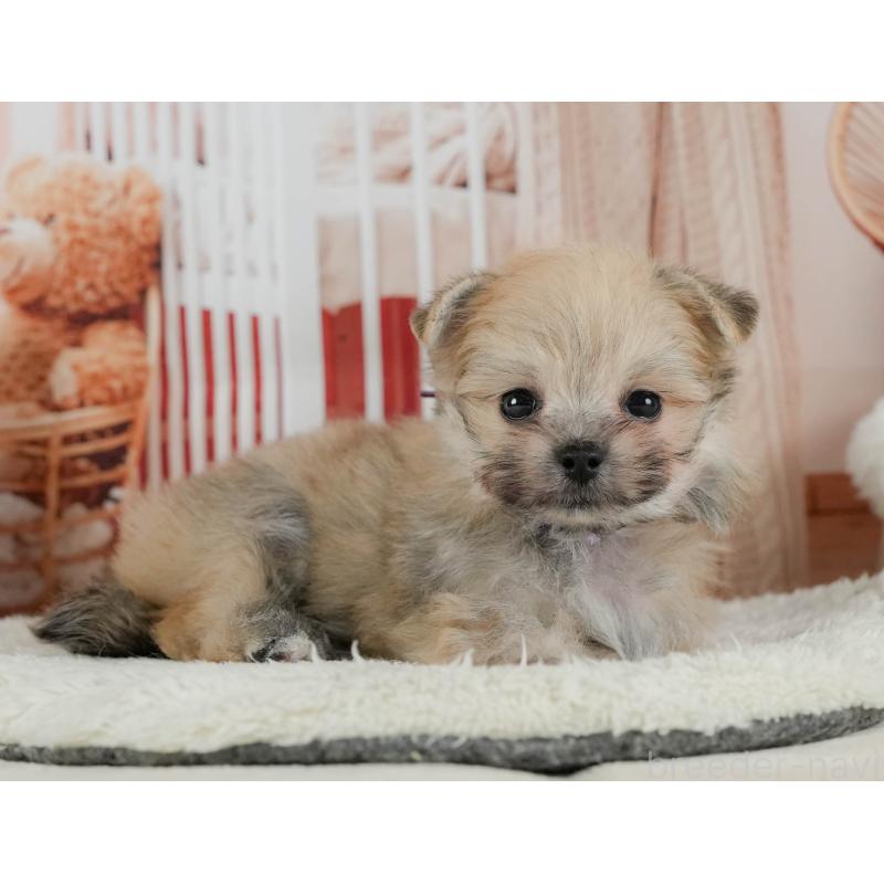 販売中の神奈川県のポメマル:ポメラニアン×マルチーズ-424731の13枚目