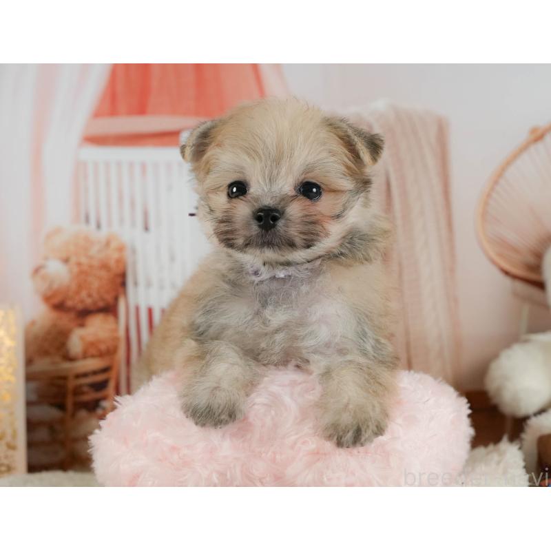 販売中の神奈川県のポメマル:ポメラニアン×マルチーズ-424731の12枚目