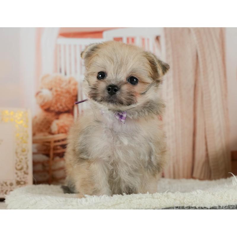 販売中の神奈川県のポメマル:ポメラニアン×マルチーズ-424731の11枚目