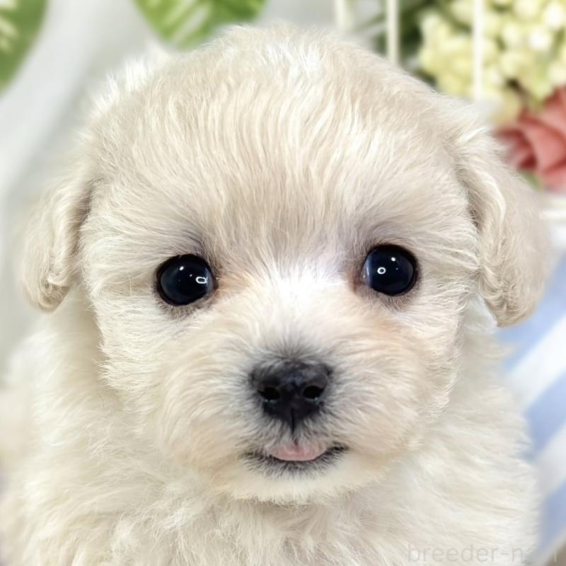 販売中の滋賀県のマルプー:マルチーズ×トイプードル-424732の1枚目