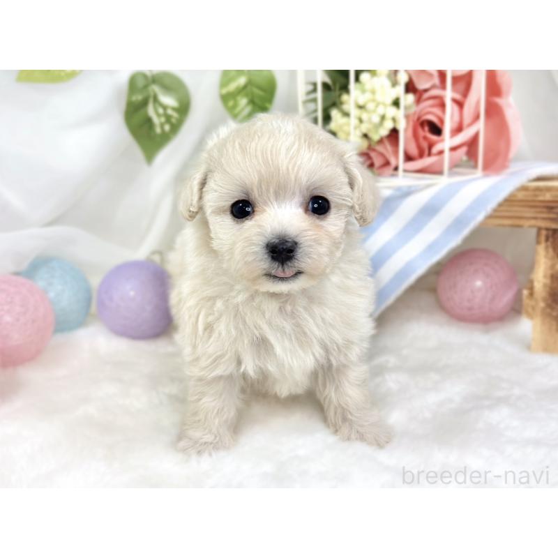 販売中の滋賀県のマルプー:マルチーズ×トイプードル-424732の4枚目