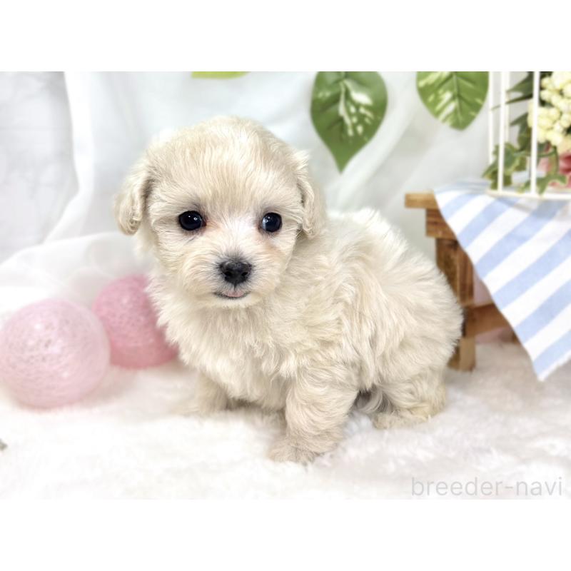 販売中の滋賀県のマルプー:マルチーズ×トイプードル-424732の3枚目