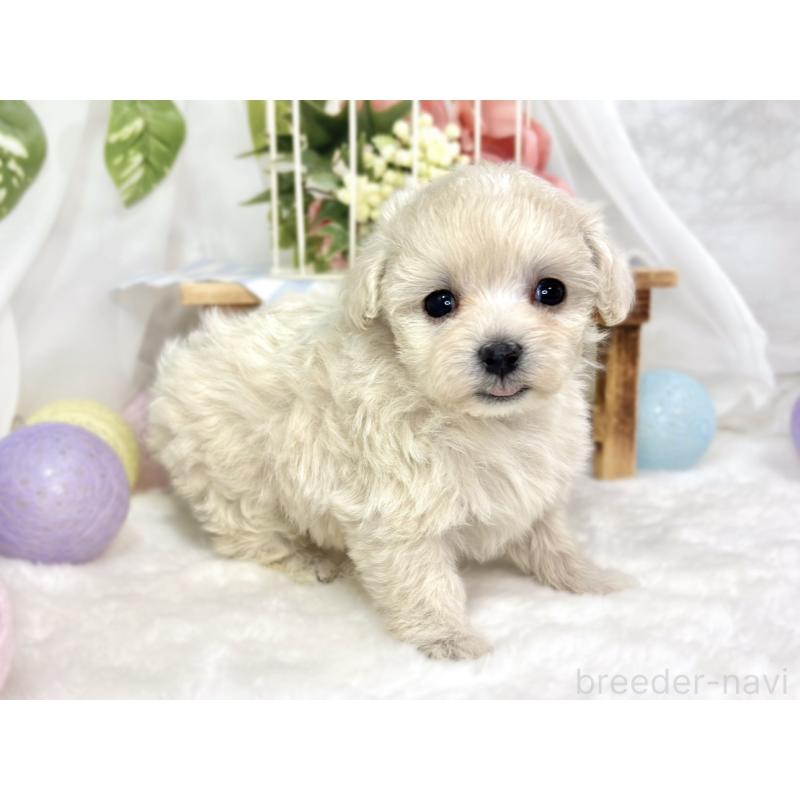 販売中の滋賀県のマルプー:マルチーズ×トイプードル-424732の2枚目