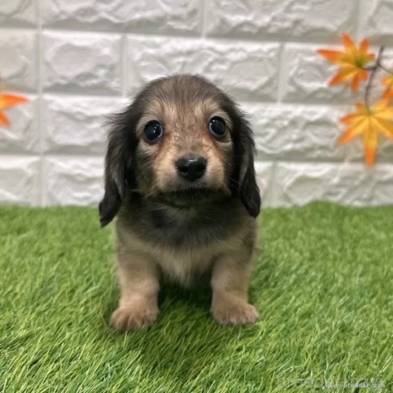 販売中の愛知県のミニチュアダックスフンド(ロングヘアード)-424733