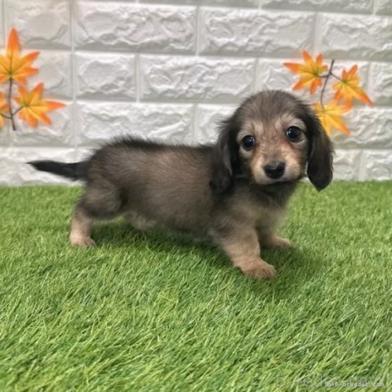 販売中の愛知県のミニチュアダックスフンド(ロングヘアード)-424733の5枚目