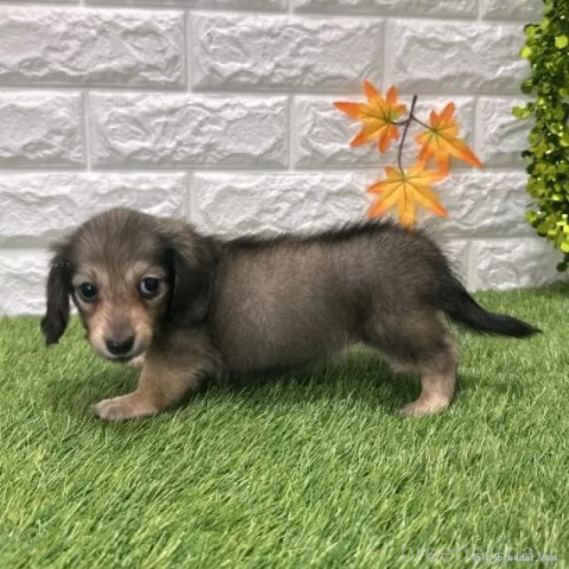 販売中の愛知県のミニチュアダックスフンド(ロングヘアード)-424733の4枚目