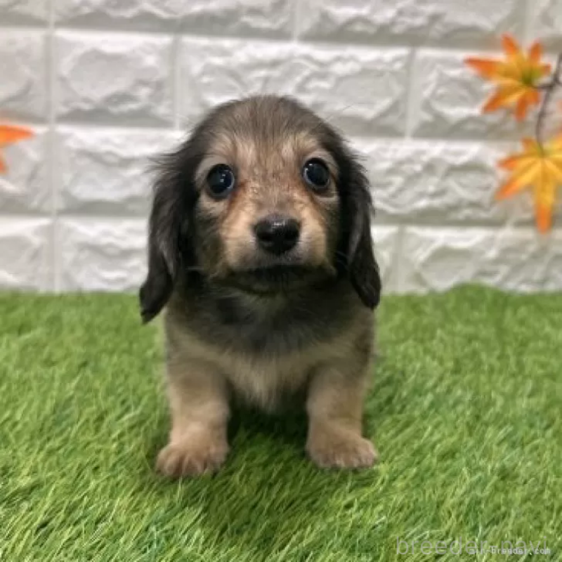 販売中の愛知県のミニチュアダックスフンド(ロングヘアード)-424733の3枚目