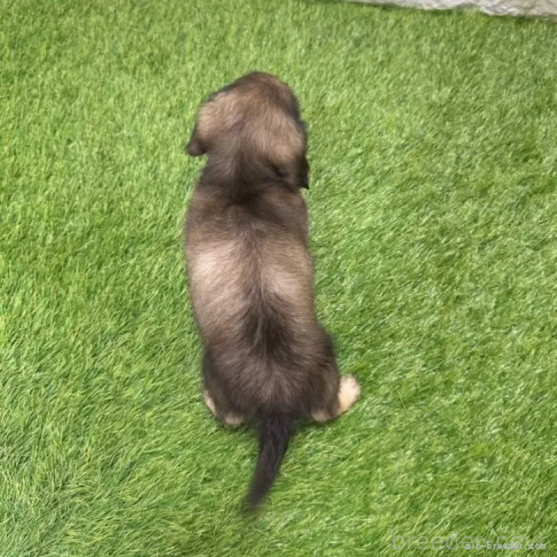 販売中の愛知県のミニチュアダックスフンド(ロングヘアード)-424733の2枚目