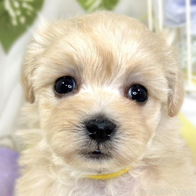 販売中の滋賀県のマルプー:マルチーズ×トイプードル-424734