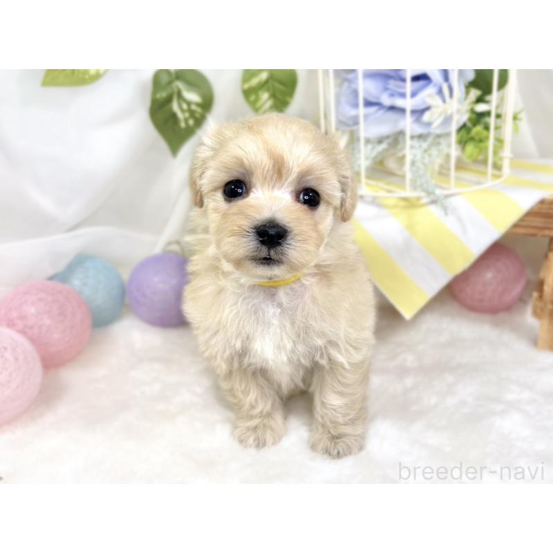 販売中の滋賀県のマルプー:マルチーズ×トイプードル-424734の4枚目