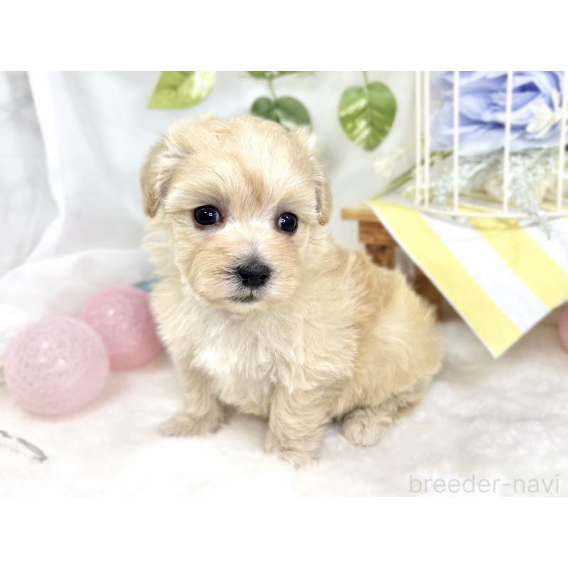 販売中の滋賀県のマルプー:マルチーズ×トイプードル-424734の3枚目